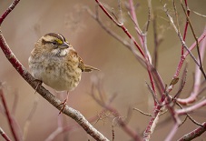 Bird in dogwood