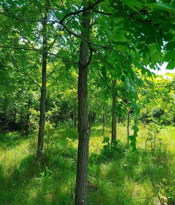 Free Trees to Capture Carbon